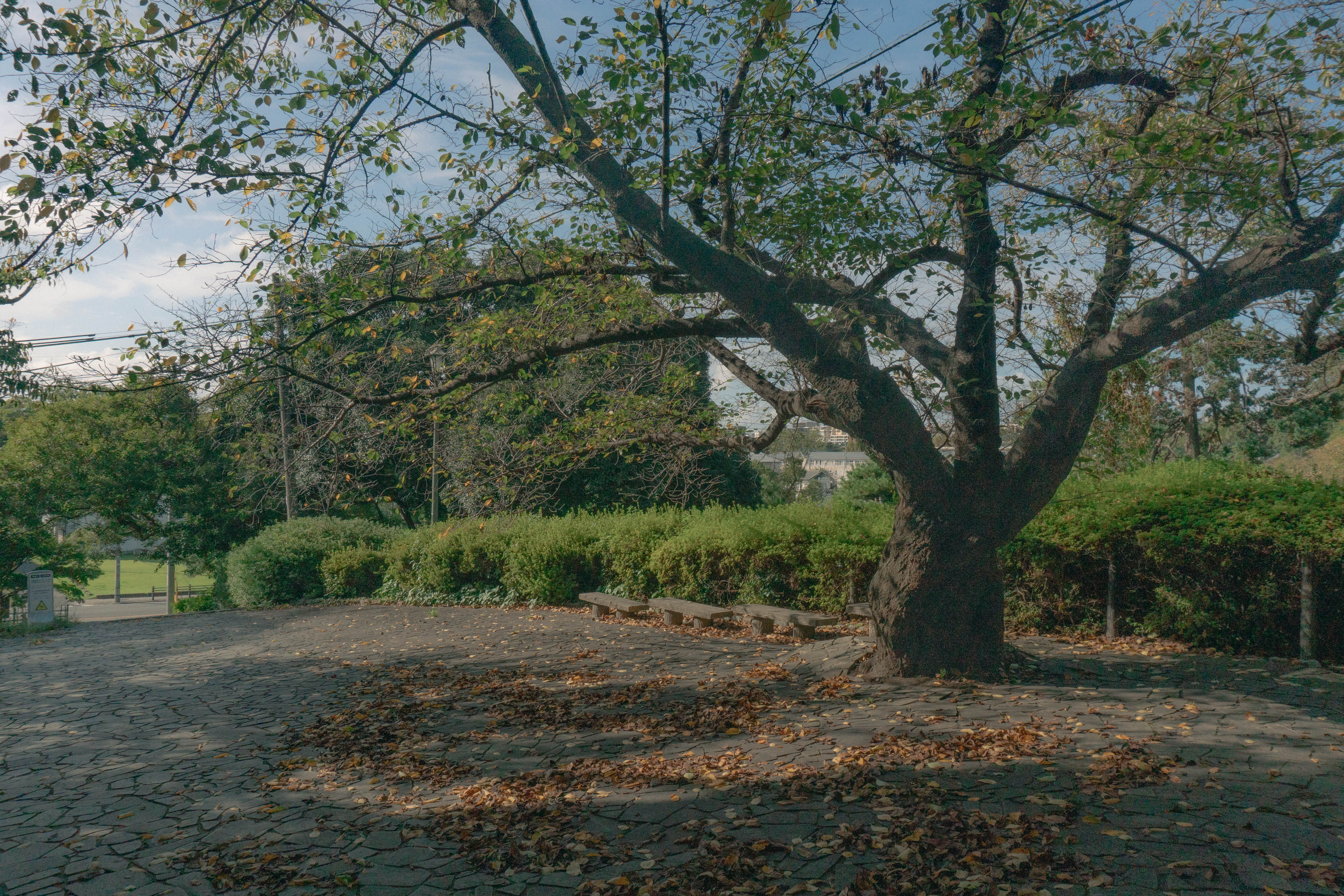 Ohari park picture 7